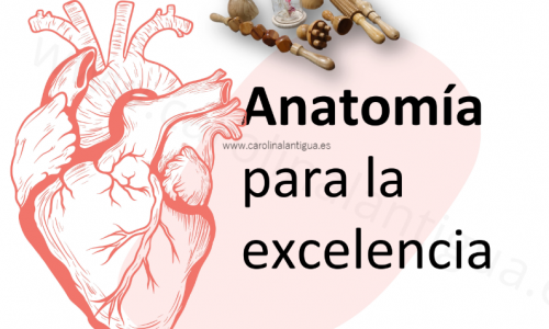 Taller Anatomía para la excelencia